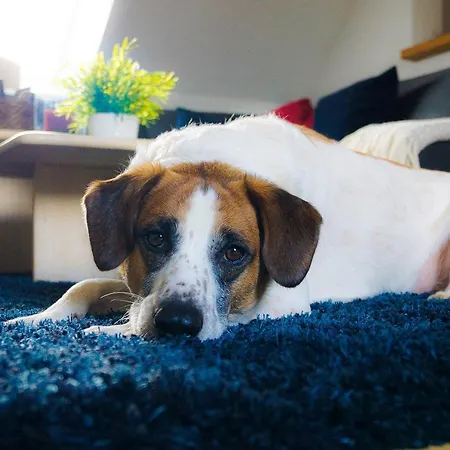 Apartamento Besondere Spirit Auf Idyllischem Reiterhof Nahe Burg Eltz *