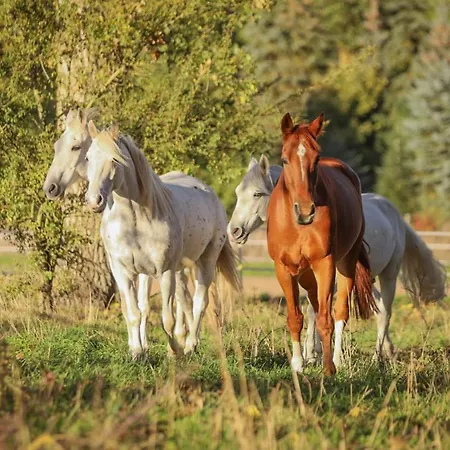 Besondere Spirit Auf Idyllischem Reiterhof Nahe Burg Eltz