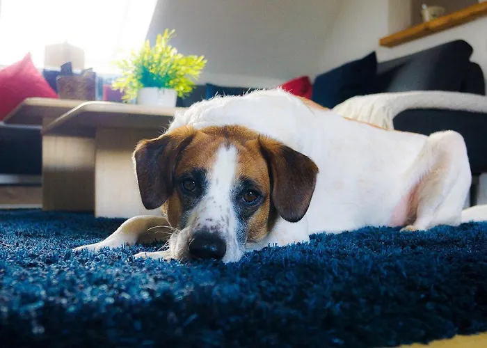 公寓 Besondere Spirit Auf Idyllischem Reiterhof Nahe Burg Eltz *
