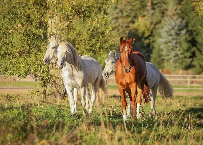 Besondere Spirit Auf Idyllischem Reiterhof Nahe Burg Eltz